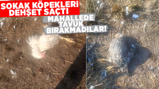 Akyazı'da sokak köpekleri tavuk ve hindileri telef etti