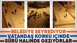 Akyazı'da sürüler halinde gezen köpekler korku saçıyor
