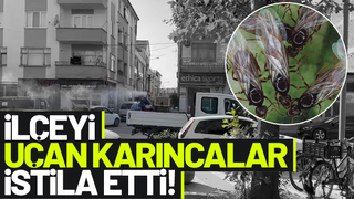 Akyazı'da uçan karınca istilası