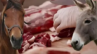 Akyazı'da üretim yapan firmanın sucuğunda yine at eşek eti çıktı