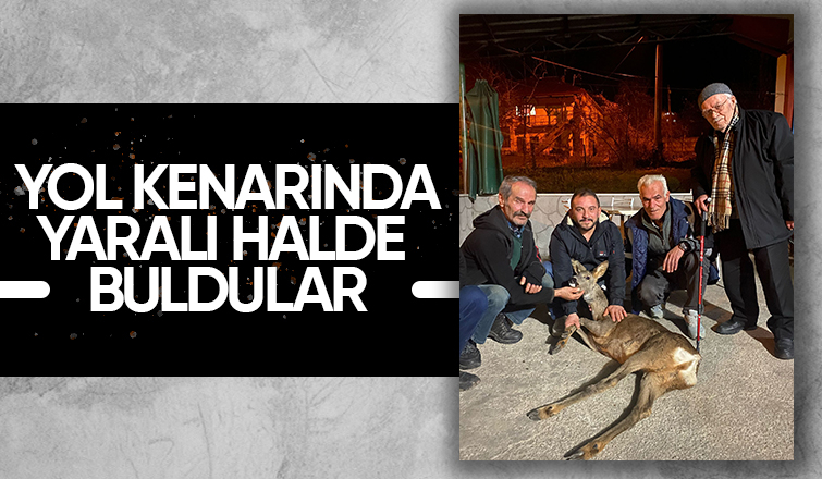 Akyazı'da yaralı karaca bulundu