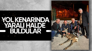 Akyazı'da yaralı karaca bulundu