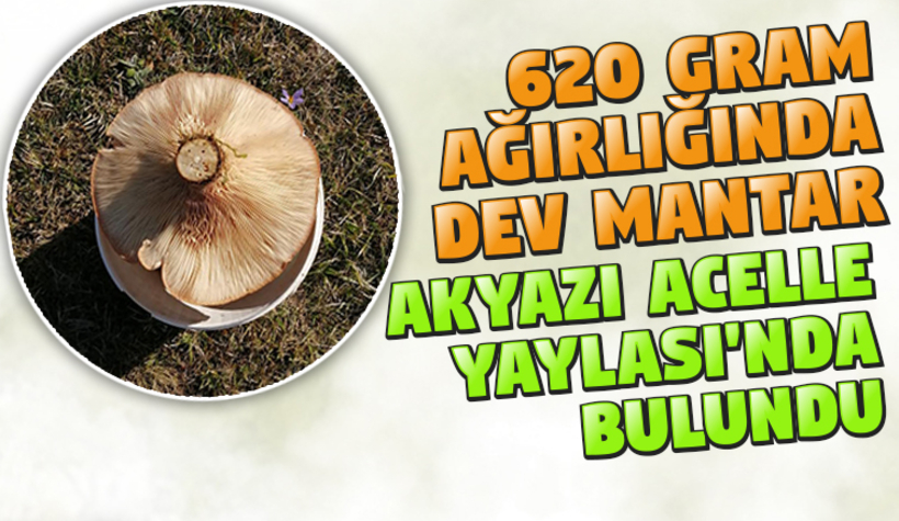 Akyazı'da yaylada dev mantar buldu