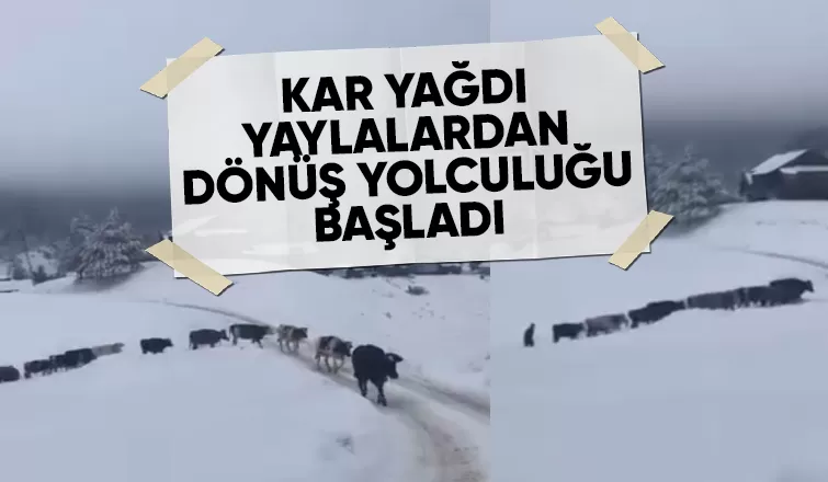 Akyazı'da yaylalardan dönüş başladı