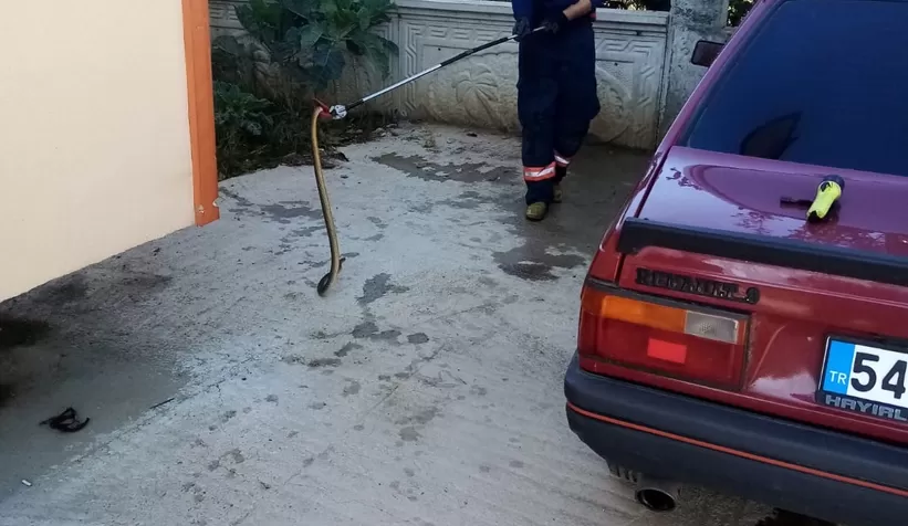 Akyazı'da yılan paniği