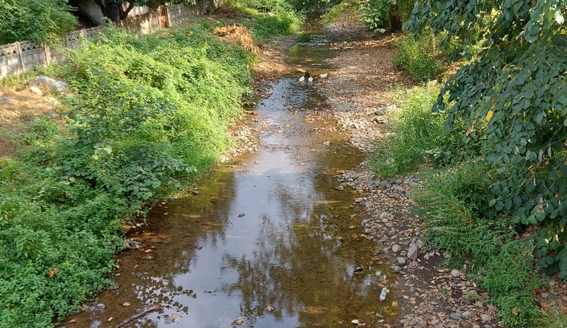 Akyazı'daki o dere toplu balık ölümü