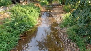 Akyazı'daki o dere toplu balık ölümü
