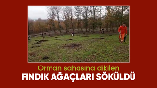 Akyazı ve Karapürçek'te orman işgali son buldu