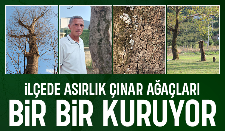 Akyazı’da asırlık çınar ağaçları kurumaya başladı; Vatandaş tedirgin
