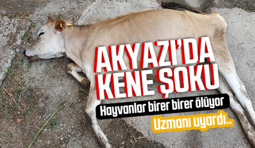 Akyazıda kene şoku