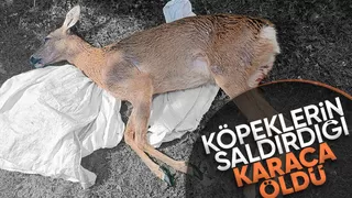 Akyazıda köpeklerin saldırdığı karaca öldü