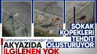 Akyazıda sokak köpekleri sorunu devam ediyor