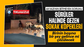 Akyazıda sokak köpekleri sorunu sürüyor vatandaş tepkili