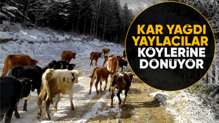 Akyazıda yaylacılar köylerine dönüyor
