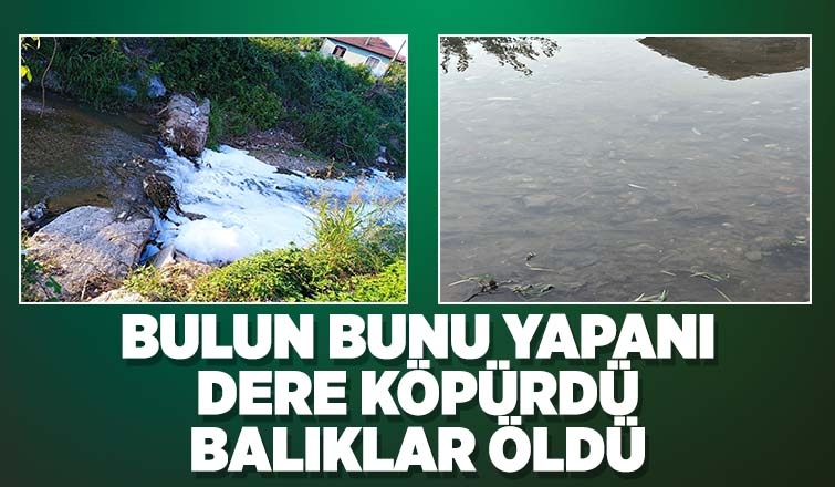 Alaağaç Deresi köpürdü, balıklar öldü