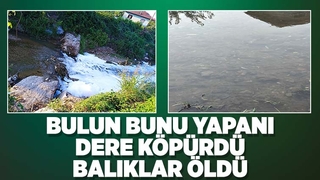 Alaağaç Deresi köpürdü, balıklar öldü