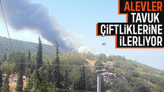 Alevler tavuk çiftliklerine dayandı