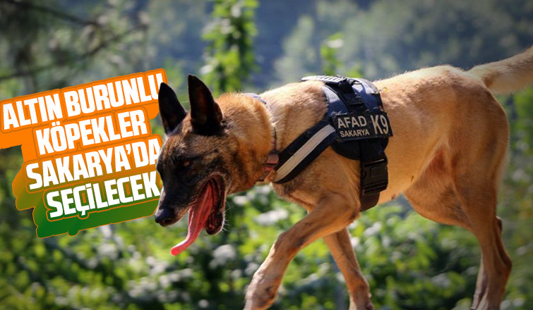 Altın burunlu köpekler Sakarya’da seçilecek