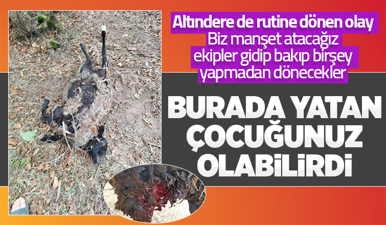 Altındere'de sokak köpekleri sürüye saldırdı