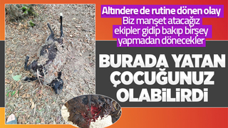 Altındere'de sokak köpekleri sürüye saldırdı