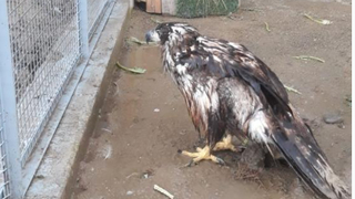 Ampute edilen Şah Kartal’a, Sakarya’da özenle bakılacak