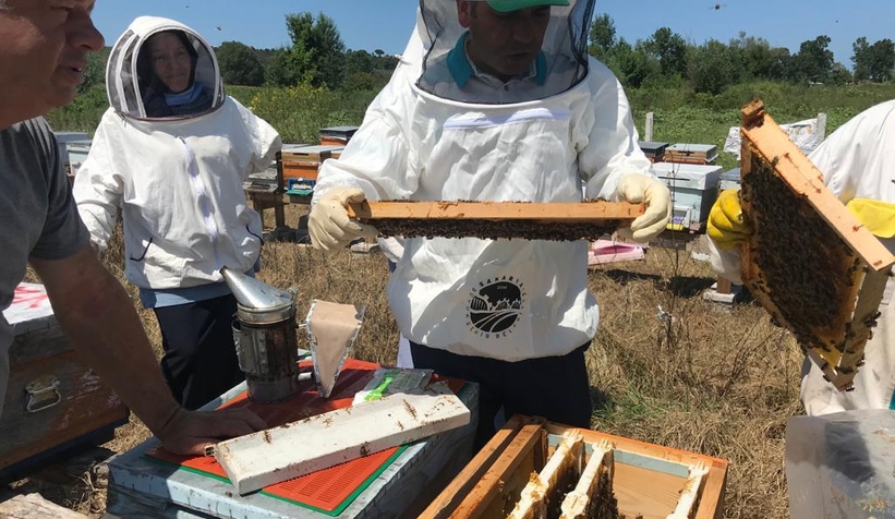 Ana arı üretimi eğitimleri tamamlandı