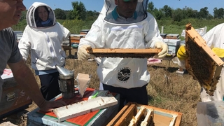 Ana arı üretimi eğitimleri tamamlandı