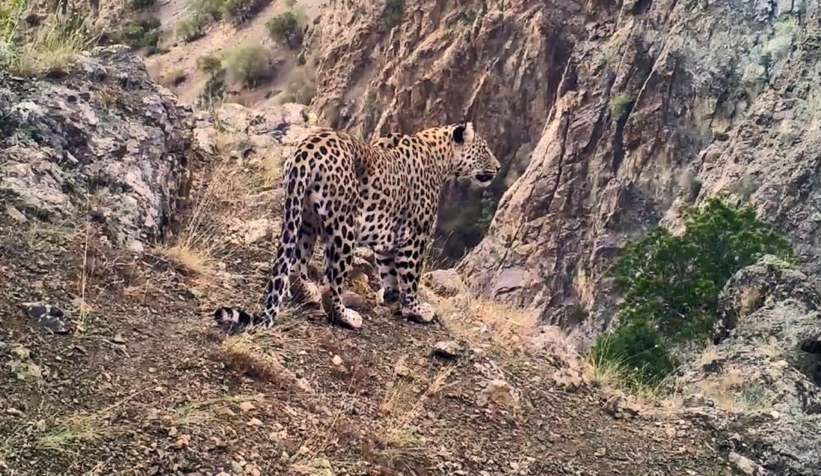 Anadolu Leoparı yine fotokapana yakalandı