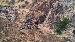 Anadolu Leoparı yine fotokapana yakalandı