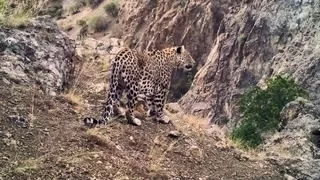 Anadolu Leoparı yine fotokapana yakalandı