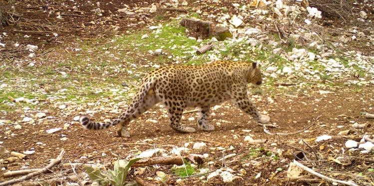Anadolu Parsı 18 ilde aranacak