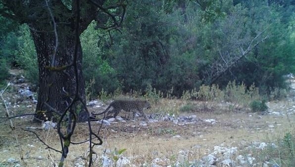 Anadolu parsı aylar sonra görüntülendi