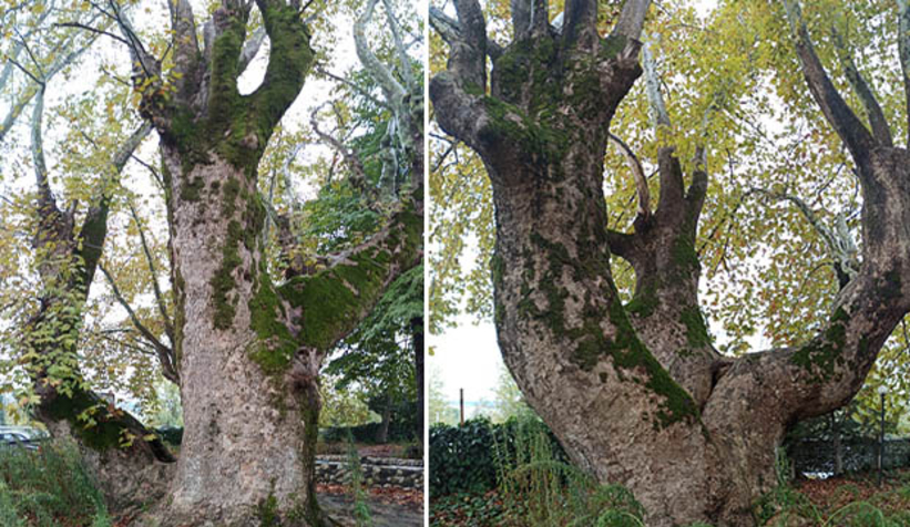 Anıt ağaçlar için güzergah değişti
