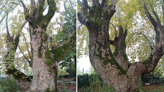 Anıt ağaçlar için güzergah değişti