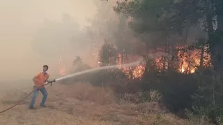 Anız ateşi ormanı yaktı