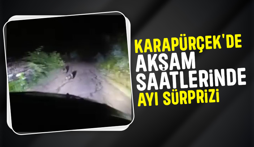 Anne ayı ve iki yavrusu yolda görüntülendi