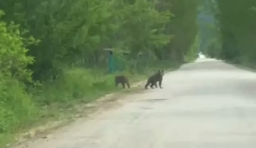 Anne ayı ve yavruları köye kadar geldi