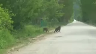 Anne ayı ve yavruları köye kadar geldi