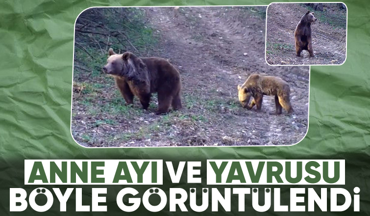Anne ayı ve yavrusu fotokapana takıldı