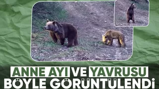 Anne ayı ve yavrusu fotokapana takıldı