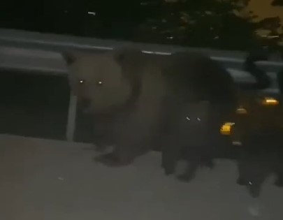 Anne ayı, yavaşlayan otomobile saldırdı