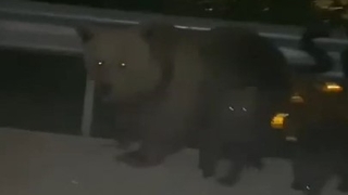 Anne ayı, yavaşlayan otomobile saldırdı