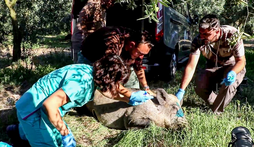 Anne domuz 5 saatlik operasyonla kuyudan çıkarıldı