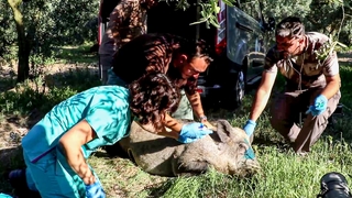 Anne domuz 5 saatlik operasyonla kuyudan çıkarıldı