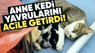 Anne kedinin yavruları için yaptığı fedakarlık duygulandırdı