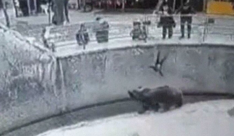 Anne üç yaşındaki kızını ayının önüne attı