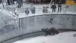 Anne üç yaşındaki kızını ayının önüne attı