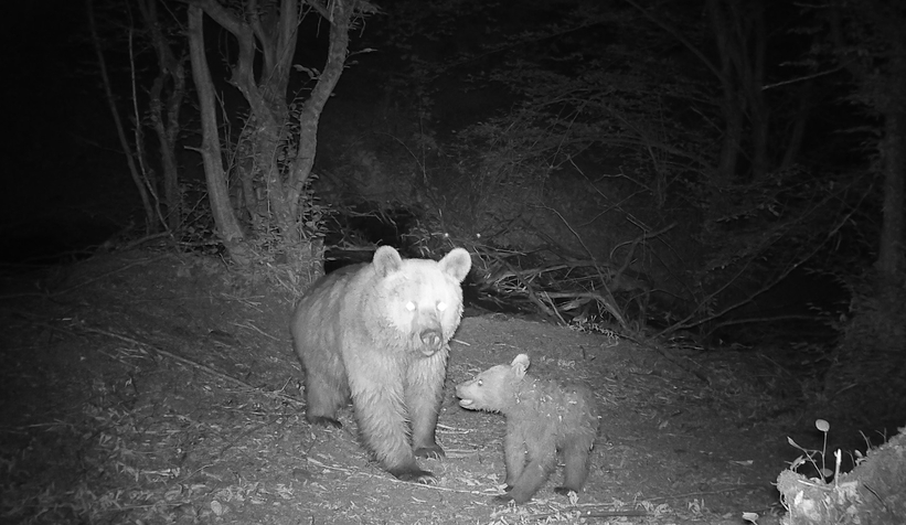Anne ve yavru boz ayının eğlenceli oyunu