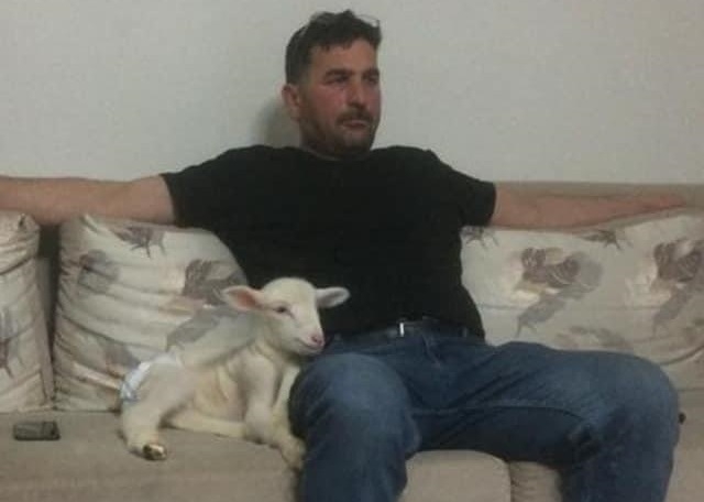 Annesinin reddettiği kuzuyu evinde bakıyor