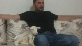 Annesinin reddettiği kuzuyu evinde bakıyor